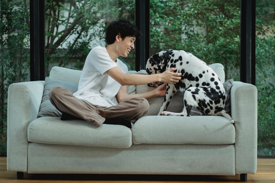 An Asian man joyfully interacting with his Dalmatian dog on a sofa indoors.